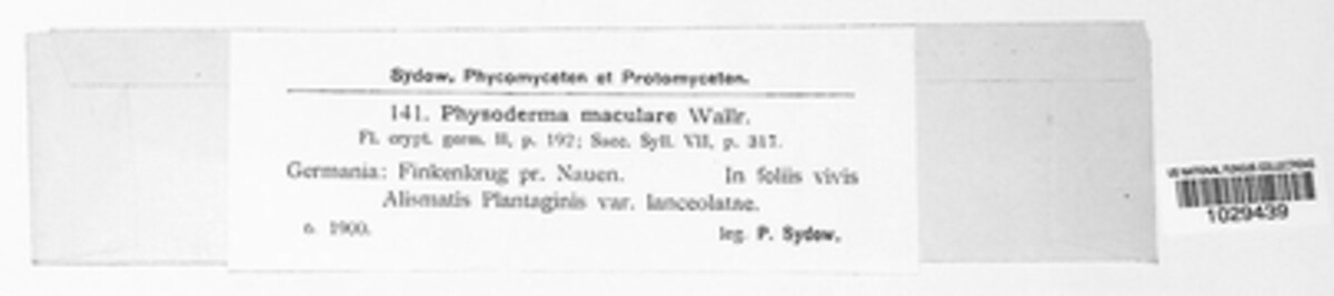 Physoderma maculare image